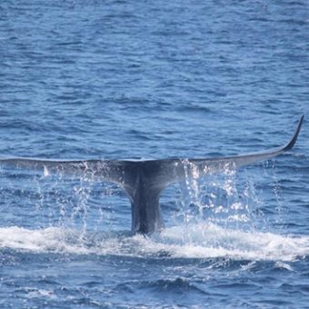 Whale Watching – Long Beach Cruises