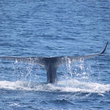 Long Beach Whale Watching Cruises | Long Beach Cruises