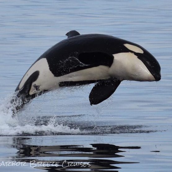 Whale Watching in Long Beach