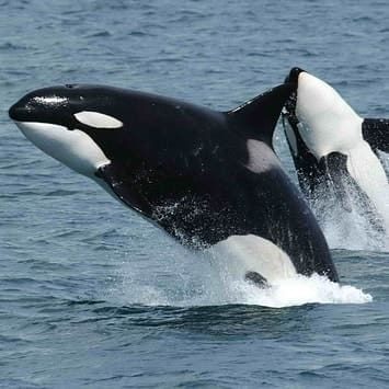 Long Beach Whale Watching Cruises | Long Beach Cruises